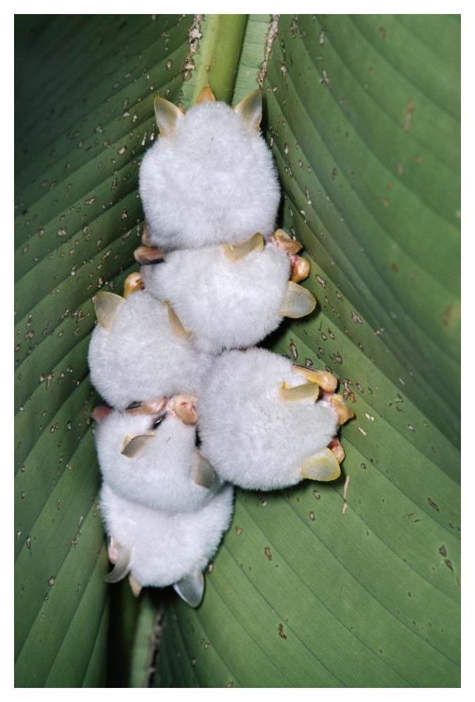 Honduran White Bat Group Roosting Under Heliconia Leaf, Rainforest, Costa Rica-Paper Art-34,,X50,,