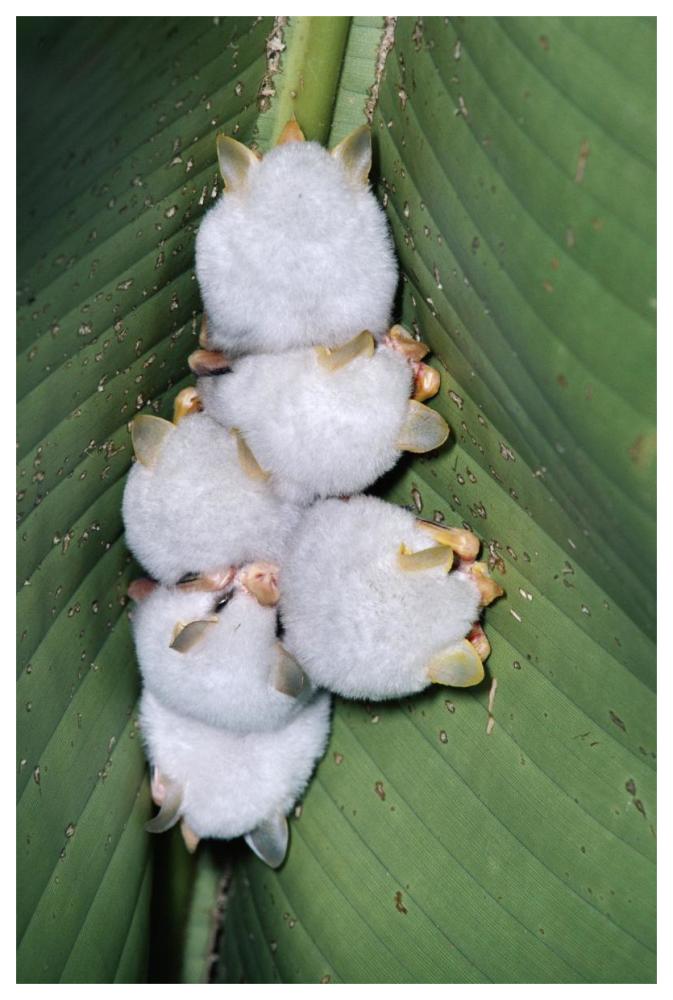 Honduran White Bat Group Roosting Under Heliconia Leaf, Rainforest, Costa Rica-Paper Art-42,,X62,,