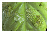 Reticulated Glass Frogs Guarding Two Clutches Of Eggs, Each At Different Stages Of Development, Costa Rica-Paper Art-26,,X18,,