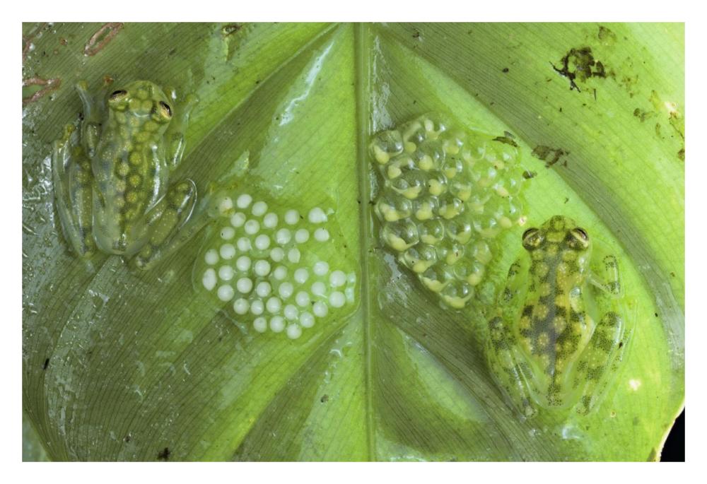 Reticulated Glass Frogs Guarding Two Clutches Of Eggs, Each At Different Stages Of Development, Costa Rica-Paper Art-32,,X22,,