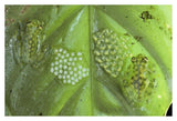 Reticulated Glass Frogs Guarding Two Clutches Of Eggs, Each At Different Stages Of Development, Costa Rica-Paper Art-38,,X26,,
