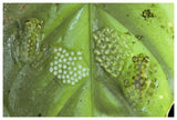 Reticulated Glass Frogs Guarding Two Clutches Of Eggs, Each At Different Stages Of Development, Costa Rica-Paper Art-62,,X42,,