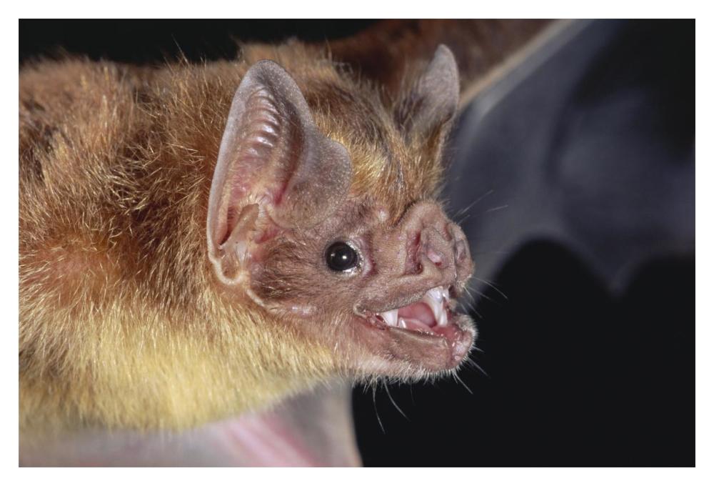 Vampire Bat Portrait, Costa Rica-Paper Art-20,,X14,,