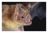 Vampire Bat Portrait, Costa Rica-Paper Art-26,,X18,,