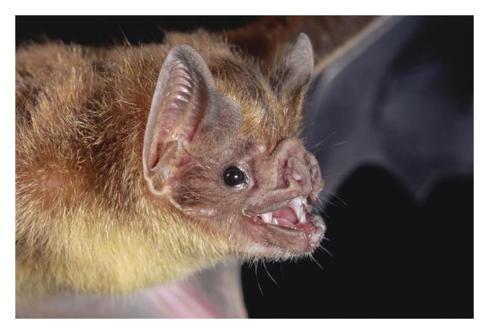 Vampire Bat Portrait, Costa Rica-Paper Art-32,,X22,,