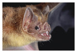 Vampire Bat Portrait, Costa Rica-Paper Art-32,,X22,,