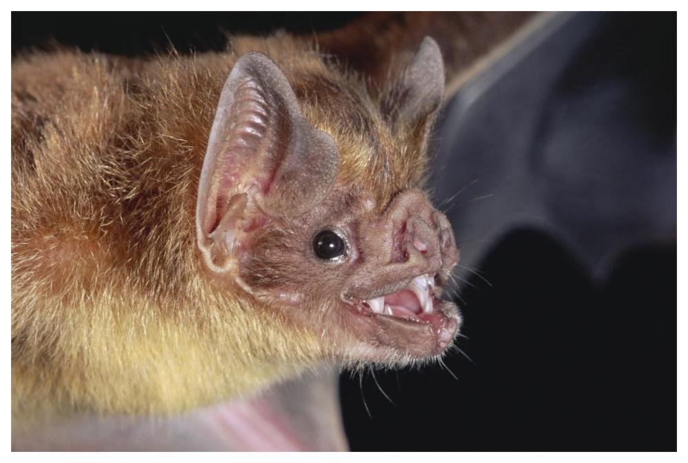 Vampire Bat Portrait, Costa Rica-Paper Art-62,,X42,,