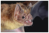 Vampire Bat Portrait, Costa Rica-Paper Art-62,,X42,,