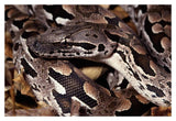 Madagascar Ground Boa Madagascar-Paper Art-20,,X14,,