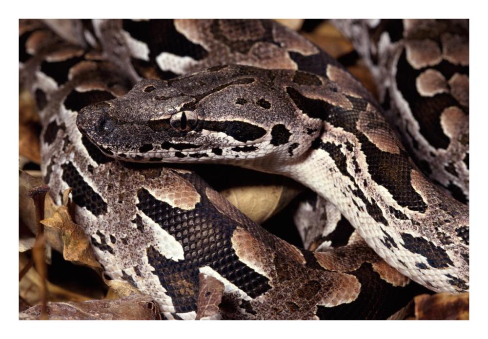 Madagascar Ground Boa Madagascar-Paper Art-26,,X18,,