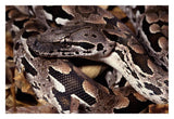 Madagascar Ground Boa Madagascar-Paper Art-32,,X22,,