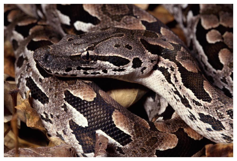 Madagascar Ground Boa Madagascar-Paper Art-62,,X42,,