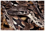 Madagascar Ground Boa Madagascar-Paper Art-62,,X42,,