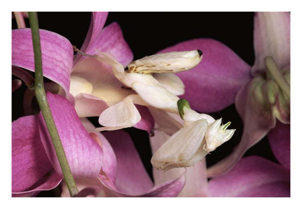 Orchid Mantis And Orchid Flower, Malaysia-Paper Art-26,,X18,,