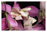 Orchid Mantis And Orchid Flower, Malaysia-Paper Art-32,,X22,,