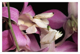 Orchid Mantis And Orchid Flower, Malaysia-Paper Art-38,,X26,,