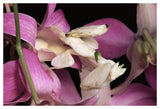 Orchid Mantis And Orchid Flower, Malaysia-Paper Art-50,,X34,,