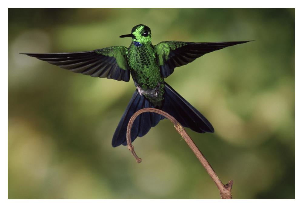 Green-Crowned Brilliant Male, Cloud Forest, Costa Rica-Paper Art-20,,X14,,