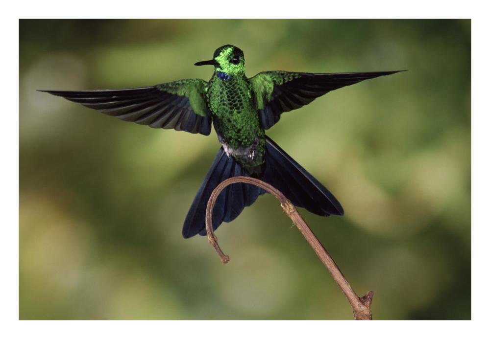 Green-Crowned Brilliant Male, Cloud Forest, Costa Rica-Paper Art-26,,X18,,