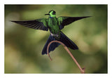 Green-Crowned Brilliant Male, Cloud Forest, Costa Rica-Paper Art-26,,X18,,