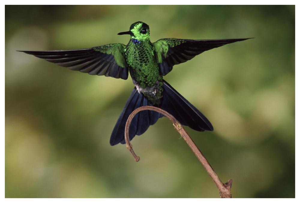 Green-Crowned Brilliant Male, Cloud Forest, Costa Rica-Paper Art-62,,X42,,
