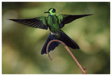 Green-Crowned Brilliant Male, Cloud Forest, Costa Rica-Paper Art-62,,X42,,