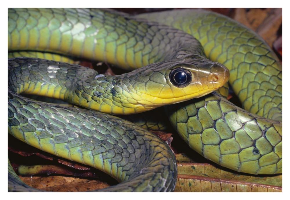 Green Racer Close-Up, Cloud Forest Ecosystem, Costa Rica-Paper Art-38,,X26,,