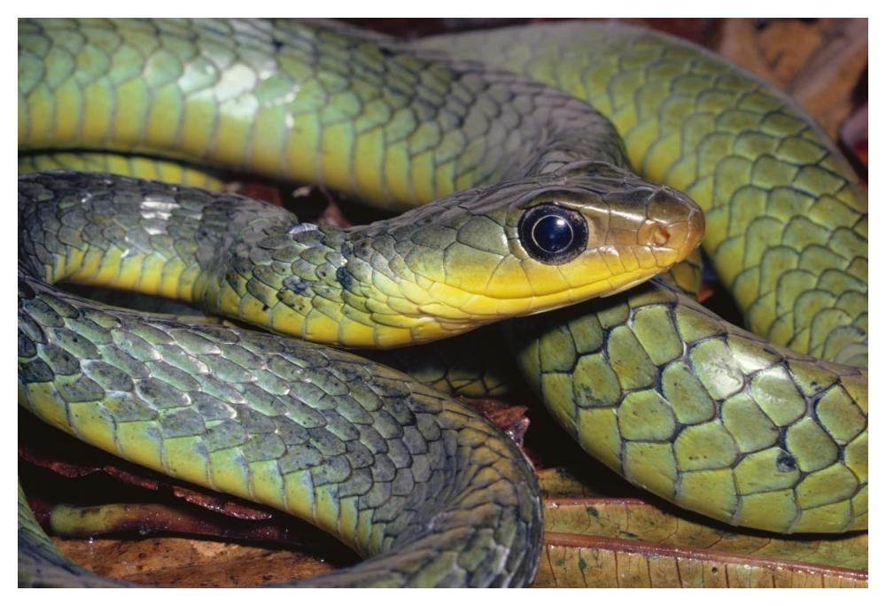 Green Racer Close-Up, Cloud Forest Ecosystem, Costa Rica-Paper Art-50,,X34,,