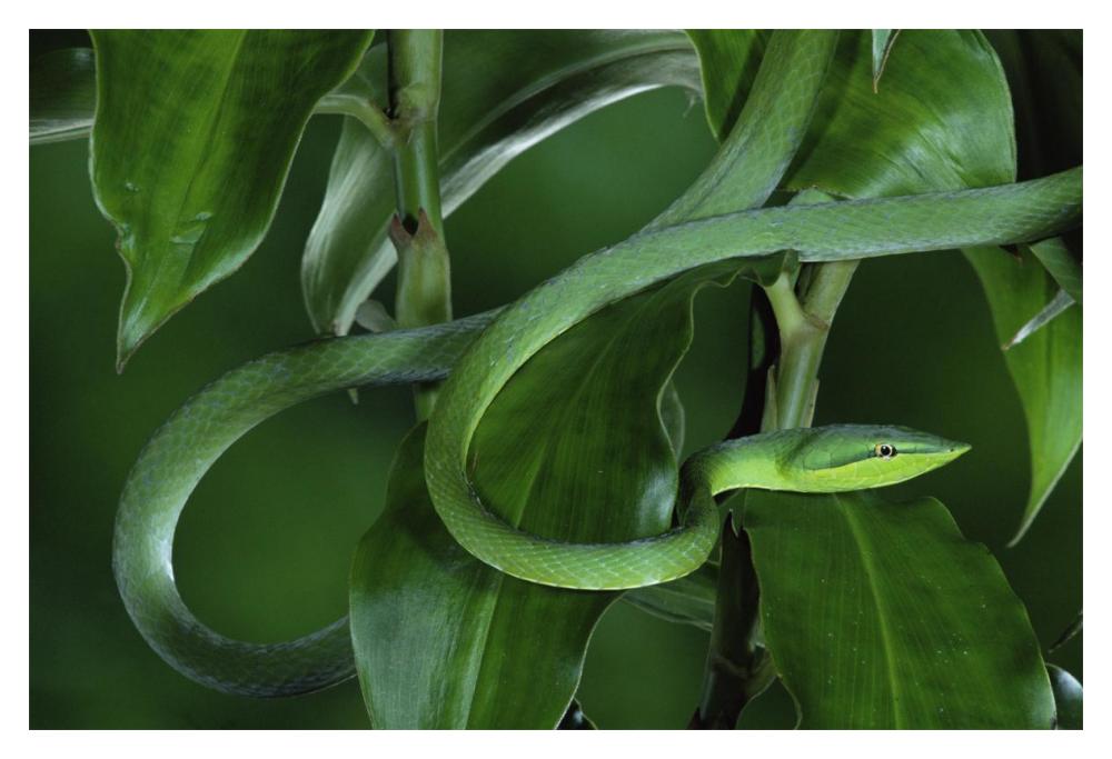 Green Vine Snake Camouflaged Among Rainforest Leaves, Costa Rica-Paper Art-20,,X14,,