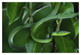 Green Vine Snake Camouflaged Among Rainforest Leaves, Costa Rica-Paper Art-20,,X14,,