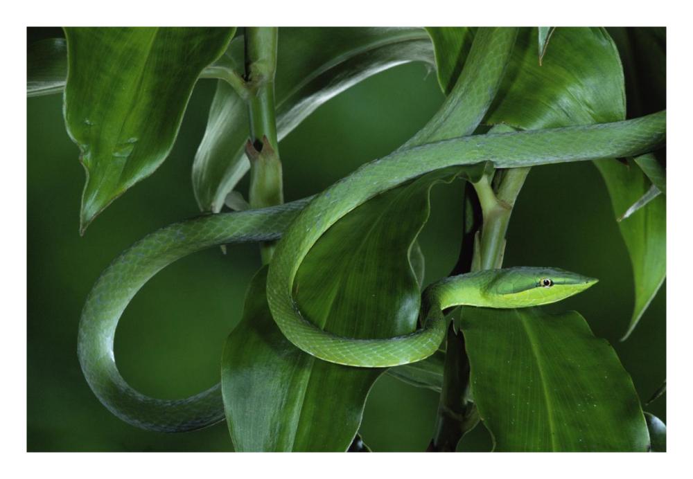 Green Vine Snake Camouflaged Among Rainforest Leaves, Costa Rica-Paper Art-26,,X18,,