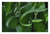 Green Vine Snake Camouflaged Among Rainforest Leaves, Costa Rica-Paper Art-26,,X18,,