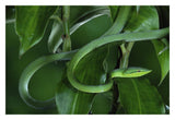 Green Vine Snake Camouflaged Among Rainforest Leaves, Costa Rica-Paper Art-32,,X22,,