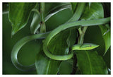 Green Vine Snake Camouflaged Among Rainforest Leaves, Costa Rica-Paper Art-50,,X34,,