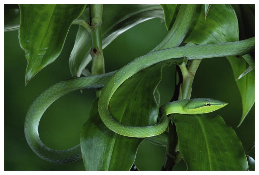 Green Vine Snake Camouflaged Among Rainforest Leaves, Costa Rica-Paper Art-62,,X42,,