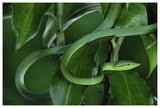Green Vine Snake Camouflaged Among Rainforest Leaves, Costa Rica-Paper Art-62,,X42,,