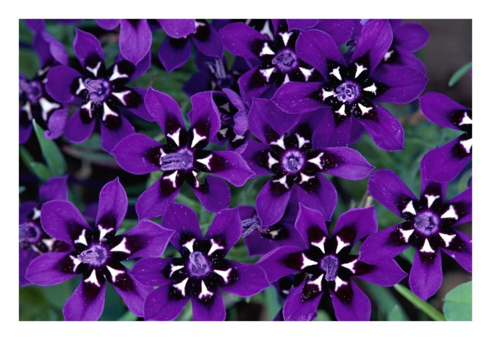 Painted Petal Spring Flower, Nieuwoudtville Reserve, South Africa-Paper Art-26,,X18,,