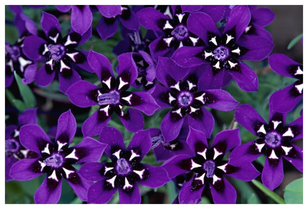 Painted Petal Spring Flower, Nieuwoudtville Reserve, South Africa-Paper Art-62,,X42,,