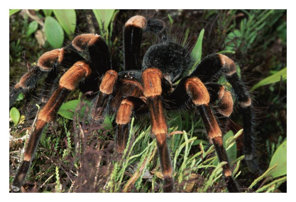 Red-Kneed Tarantula Close-Up In Vegetation, Cloud Forest, Costa Rica-Paper Art-32,,X22,,
