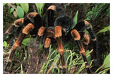 Red-Kneed Tarantula Close-Up In Vegetation, Cloud Forest, Costa Rica-Paper Art-38,,X26,,