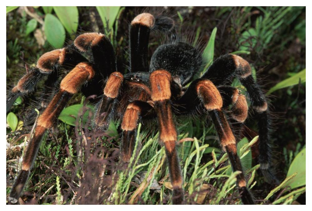 Red-Kneed Tarantula Close-Up In Vegetation, Cloud Forest, Costa Rica-Paper Art-50,,X34,,
