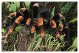 Red-Kneed Tarantula Close-Up In Vegetation, Cloud Forest, Costa Rica-Paper Art-50,,X34,,