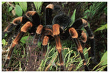 Red-Kneed Tarantula Close-Up In Vegetation, Cloud Forest, Costa Rica-Paper Art-62,,X42,,