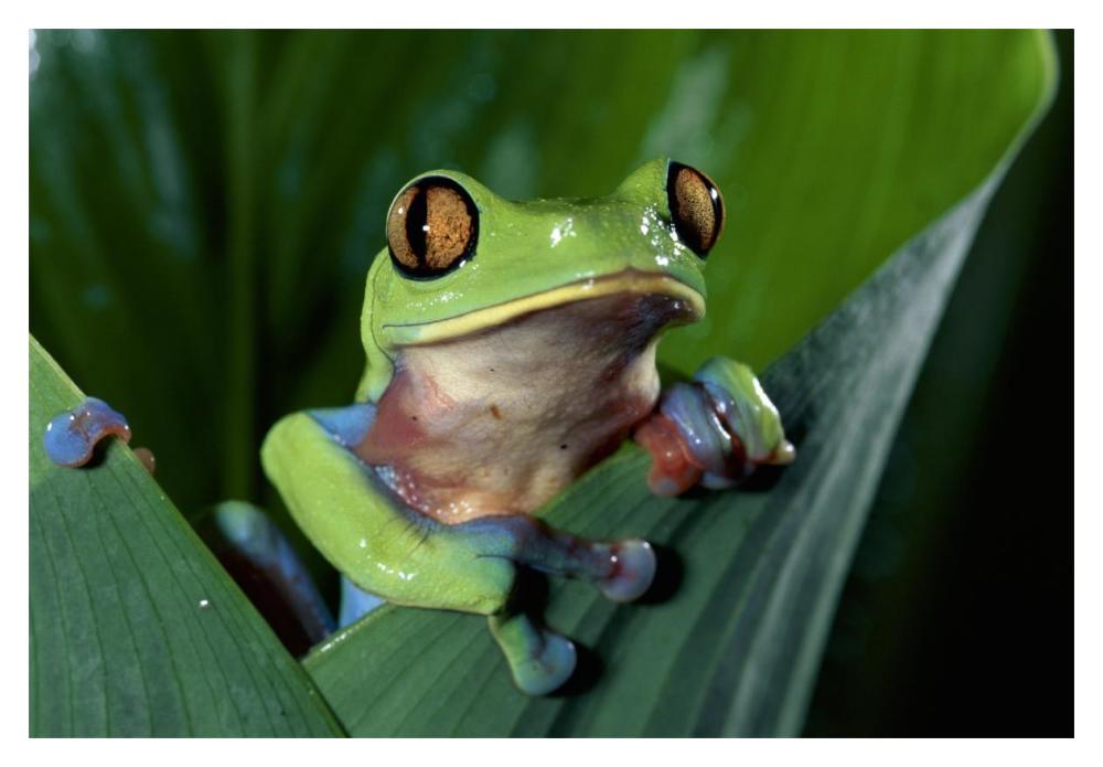 Blue-Sided Leaf Frog Hanging On Leaf, Close-Up, Cloud Forest, Costa Rica-Paper Art-20,,X14,,