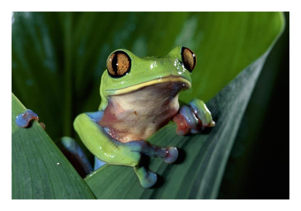 Blue-Sided Leaf Frog Hanging On Leaf, Close-Up, Cloud Forest, Costa Rica-Paper Art-26,,X18,,