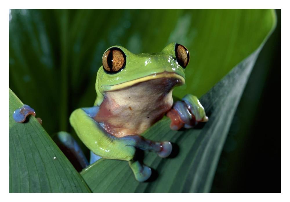 Blue-Sided Leaf Frog Hanging On Leaf, Close-Up, Cloud Forest, Costa Rica-Paper Art-32,,X22,,