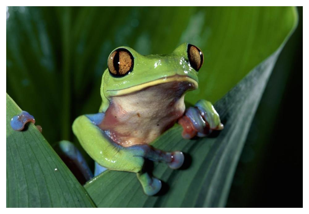 Blue-Sided Leaf Frog Hanging On Leaf, Close-Up, Cloud Forest, Costa Rica-Paper Art-50,,X34,,