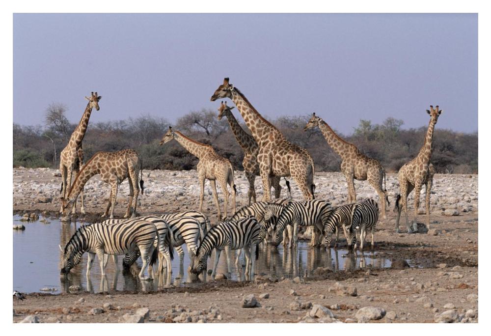 Burchell'S Zebra And Giraffe At Waterhole, Etosha National Park, Namibia-Paper Art-20,,X14,,