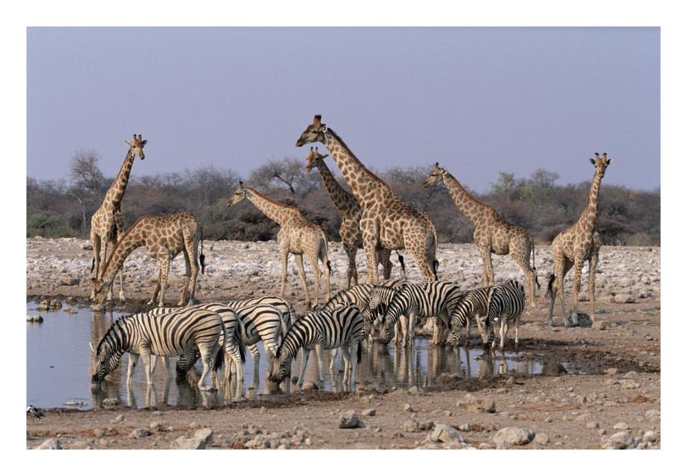 Burchell'S Zebra And Giraffe At Waterhole, Etosha National Park, Namibia-Paper Art-26,,X18,,