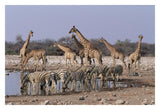 Burchell'S Zebra And Giraffe At Waterhole, Etosha National Park, Namibia-Paper Art-32,,X22,,